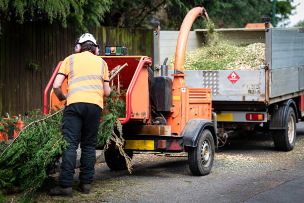 The Steps Involved in Our Tree Care Process in Stockton, CA